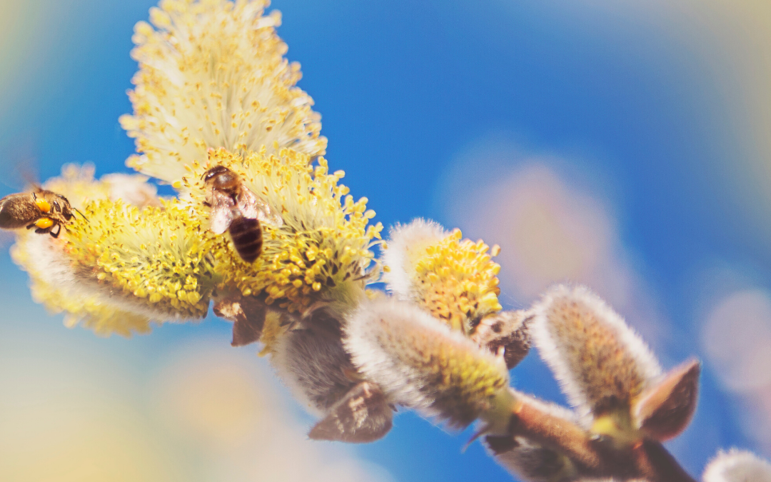 The Structure of Pollen and Why It’s a Beast for Allergies