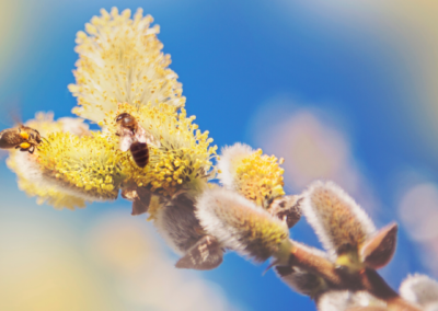 The Structure of Pollen and Why It’s a Beast for Allergies