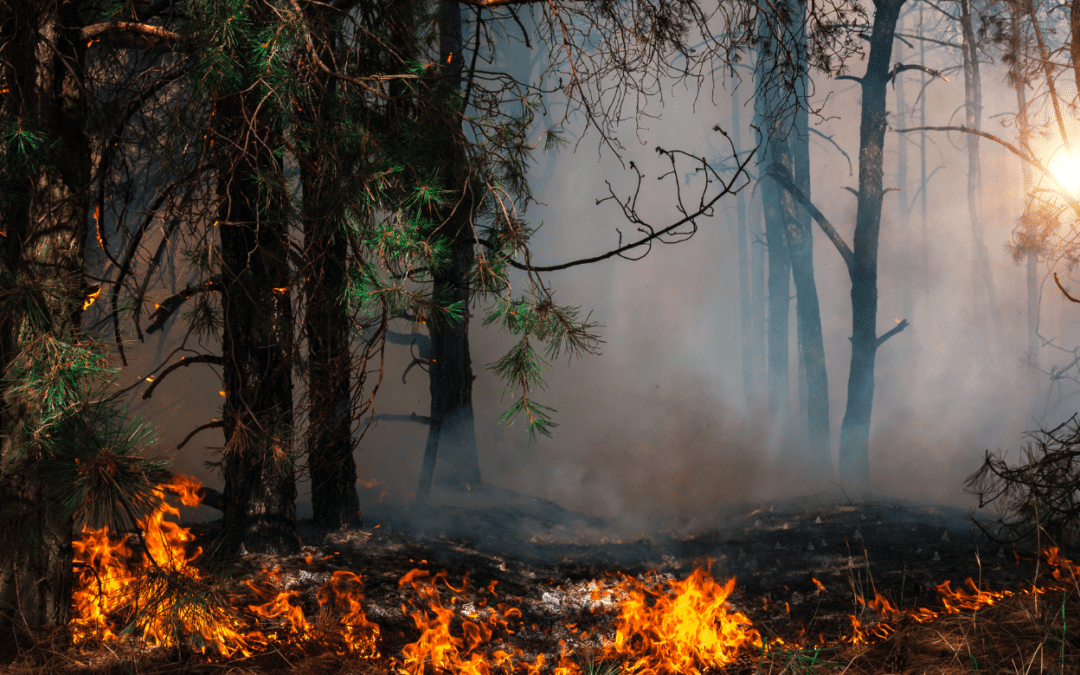 What Wildfire Smoke Can Mean For Your Lungs