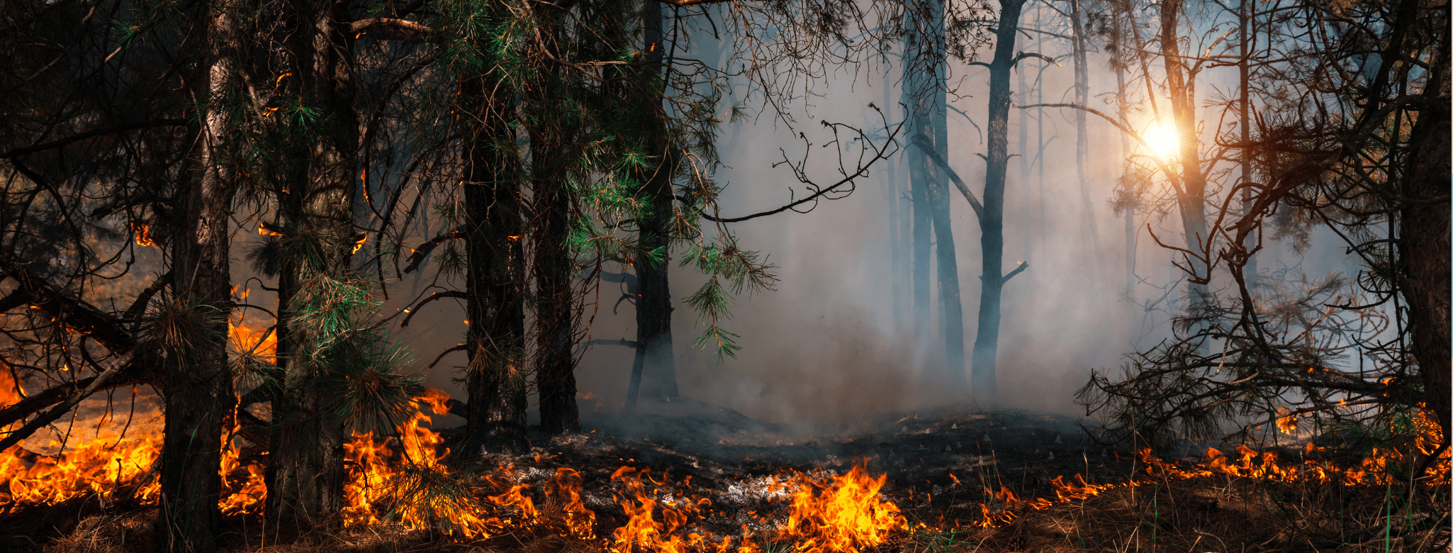 Wildfire Smoke