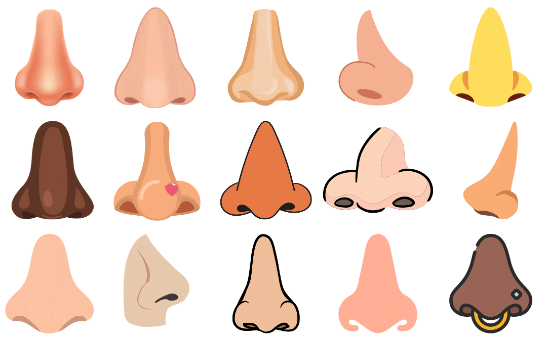 Types of noses