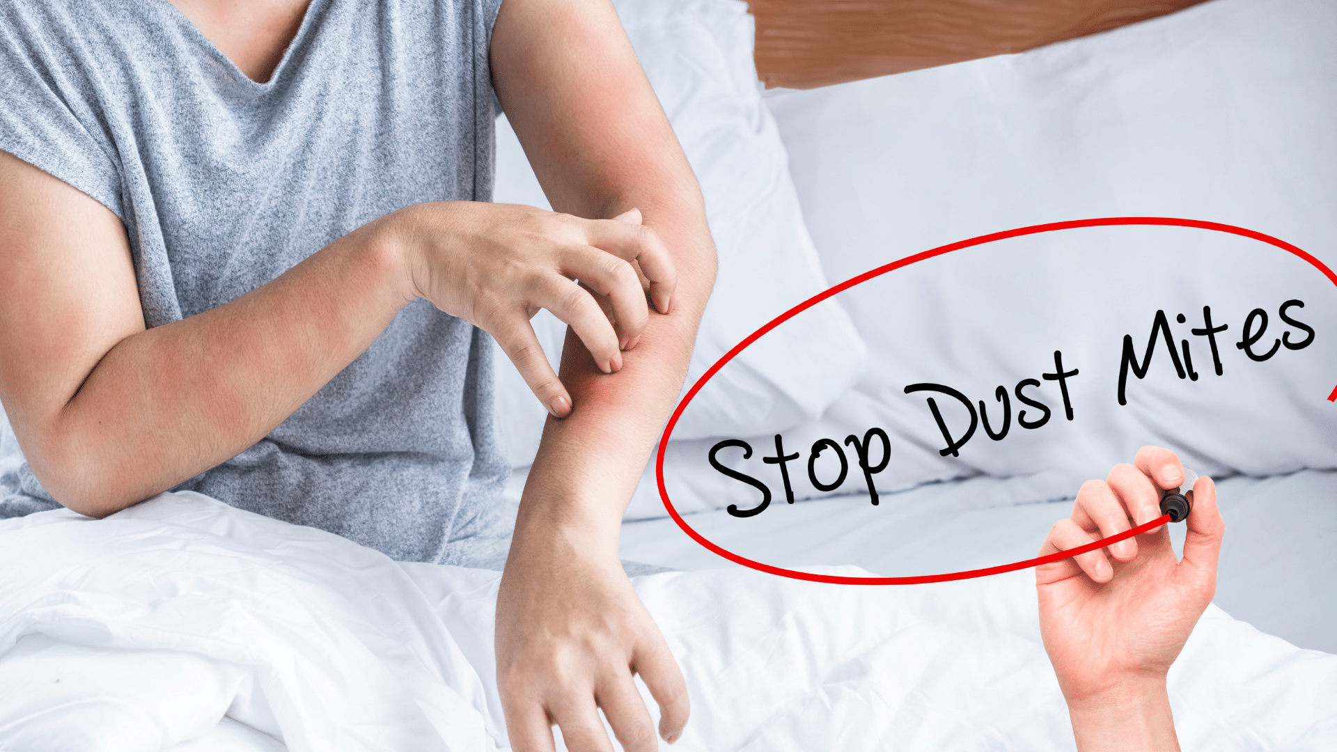 How to get rid of dust mites