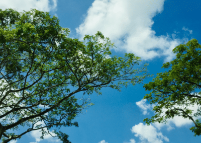 The Health Benefits of Breathing Clean Air