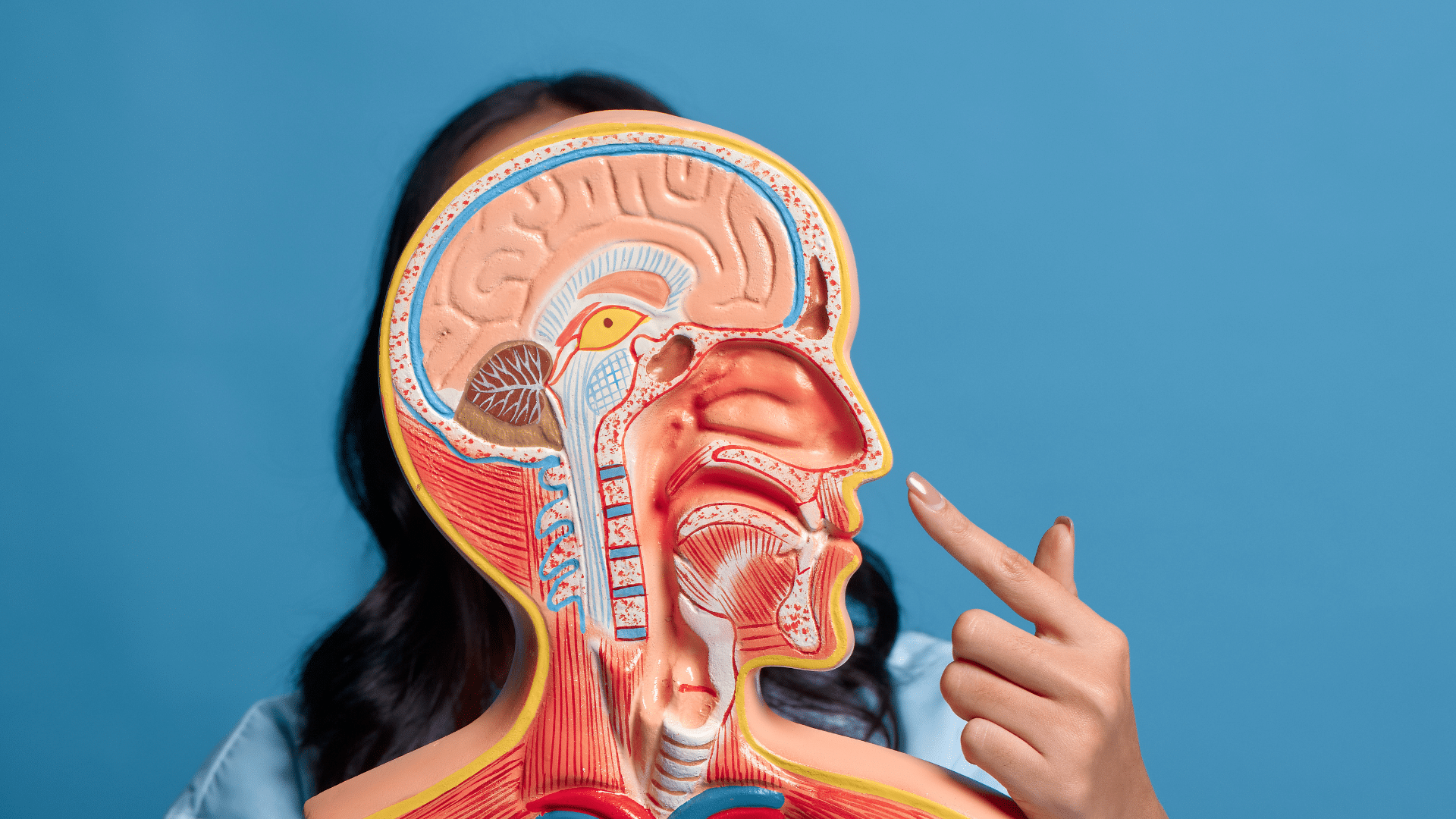 Evolution of the human nose